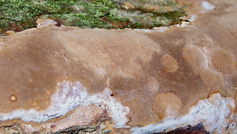 Phellinus punctatus
